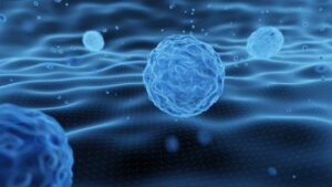 3D rendering of embryonic stem cells