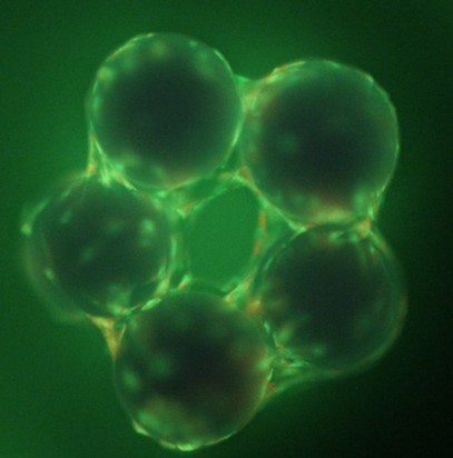 What Are Mesenchymal Stem Cells Stem Cells Under Fluorescence Microscopy